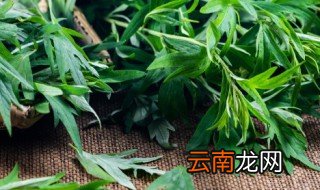 艾叶水洗下身禁忌 艾叶水洗下身禁忌有哪些
