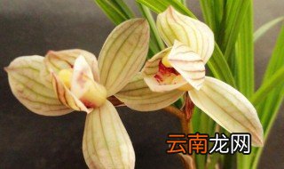 五指山的养殖方法 五指山如何养殖
