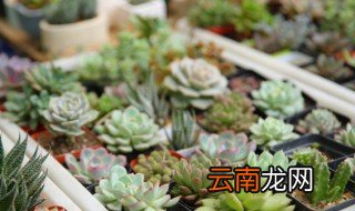 秋分前后可以种哪些植物 秋分前后可以种哪些植物呢