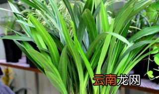 默兰的养殖方法及 默兰如何养殖