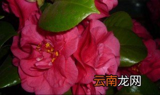 木菊花的养殖方法压插 木菊花如何养殖