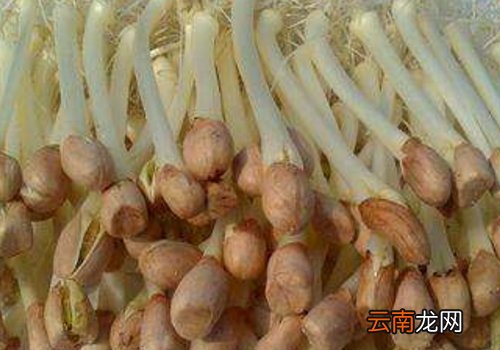 花生米怎么发芽需要多少天 花生米发芽了还能吃吗