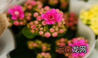 长寿花养殖方法和注意事项 长寿花养殖方法和注意事项有哪些