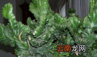 花卉麒麟的养殖方法 麒麟如何养殖
