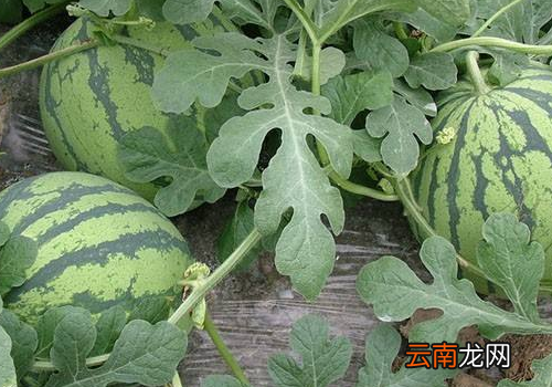 麒麟瓜几月份上市 ?麒麟瓜和西瓜的区别
