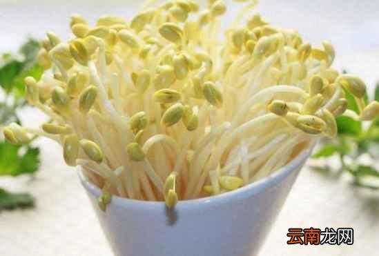 豆芽的根须能吃吗? 豆芽的根须怎么去除