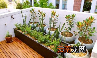 小仙女养殖方法 小仙女如何养殖