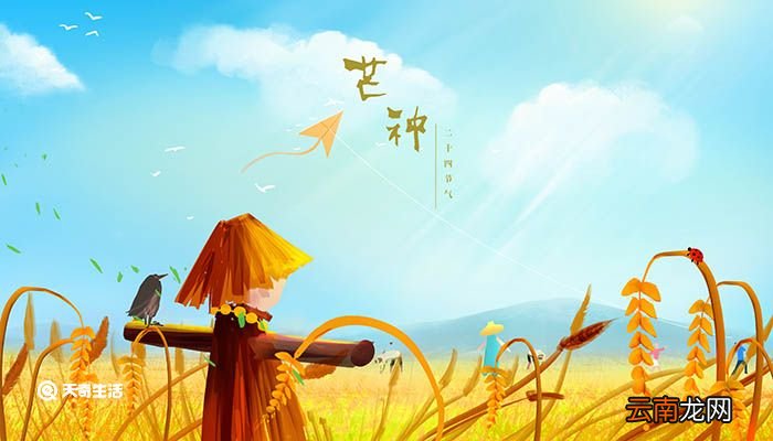 芒种有哪些习俗 芒种是什么
