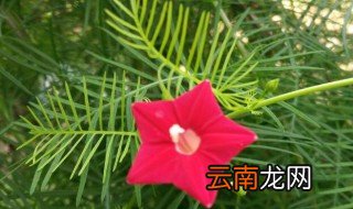 小天使的养殖方法和注意事项 小天使如何养殖
