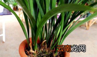金边墨兰的养殖方法和注意事项 金边墨兰的养殖方法和注意事项有哪些
