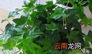 花叶常春藤的养殖方法 花叶常春藤如何养殖