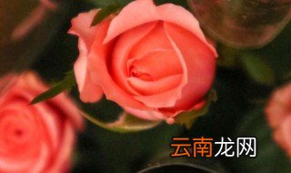 进口月季的养殖方法 进口月季如何养殖