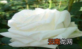 欧月的阳台养殖方法 欧月的阳台如何养殖