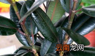 黑橡皮树怎么养殖方法 黑橡皮树怎么养殖