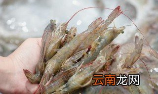 大头虾怎么养殖方法 大头虾怎么养殖