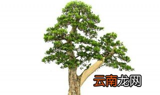黄杨盆栽的养殖方法 怎么照顾一盆黄杨盆栽