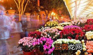 盆栽玫瑰的养殖方法 如何养盆栽的玫瑰