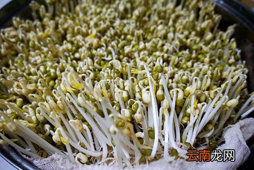 黄豆芽不熟能吃吗 ?黄豆芽产妇能吃吗