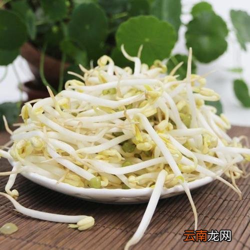 绿豆芽的禁忌? 绿豆芽长绿叶了还能吃吗