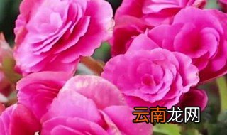 玫瑰海棠花的养殖方法 玫瑰海棠花的养殖方法有哪些