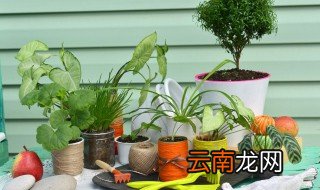 绿植盆栽怎么养殖方法 绿植盆栽的养殖方法