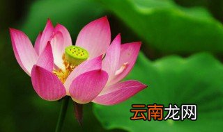 荷花盆景养殖方法 荷花盆景如何养殖