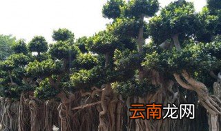 阔叶榕养殖方法 阔叶榕怎样养殖