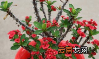 虎刺梅养殖方法和注意事项 虎刺梅如何养