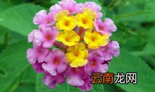 七彩梅养殖方法 七彩梅如何养