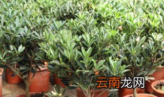 山茶花怎么养殖方法和注意事项 山茶花如何养
