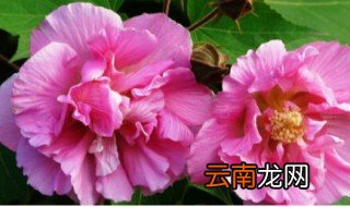木芙蓉养殖方法 木芙蓉如何养殖
