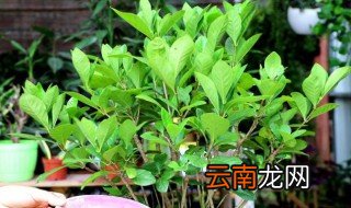 栀子花种子的养殖方法和注意事项 栀子花种子的养殖方法和注意事项是什么