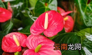 水培红掌怎么养殖方法 红掌如何水培