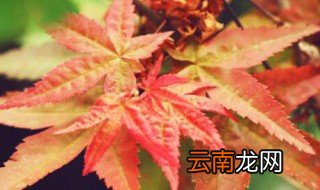 红枫养殖方法和注意事项 红枫如何养殖