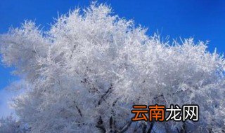 雾松的养殖方法和注意事项 雾松的养殖方法和注意事项是怎样的