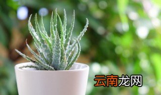 秋季换盆方法和注意事项大全 秋季换盆方法和注意事项
