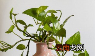 绿萝的养殖方法用啤酒 用啤酒怎么养绿萝