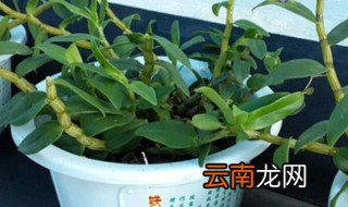 盆栽铁皮石斛养殖方法 盆栽铁皮石斛如何养