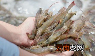 白虾养殖方法 白虾怎么养殖