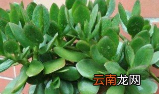 玉树盆栽的养殖方法 怎么养玉树