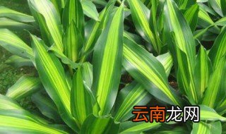 金心铁养殖方法 金心铁如何养殖