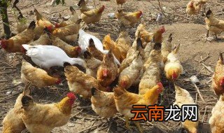 冬天蛋鸡养殖注意什么 冬季如何养蛋鸡