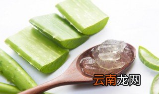 上农大叶芦荟养殖方法 上农大叶芦荟怎么养殖