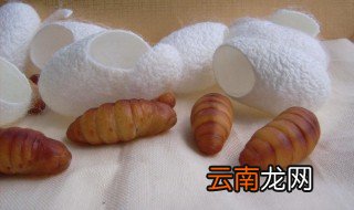 蝉蛹养殖方法 关于蝉蛹养殖方法