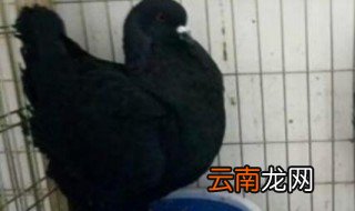 元宝鸽养殖方法 元宝鸽如何养殖