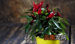 盆景辣椒养殖方法 怎么养殖盆景辣椒