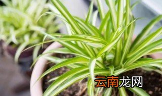 吊兰冬天怎么施肥 冬天吊兰施肥方法和时间