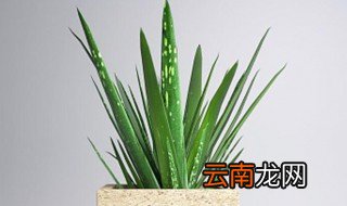 芦荟养殖方法和浇水 芦荟如何养殖