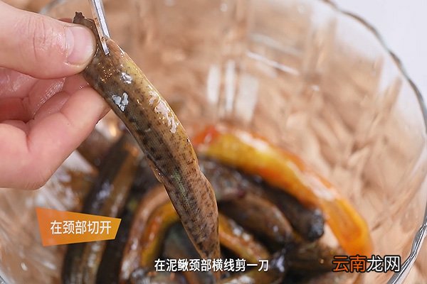 泥鳅怎么去内脏