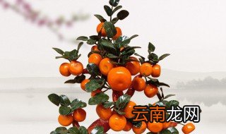 桔子盆栽的养殖方法 如何养桔子盆栽